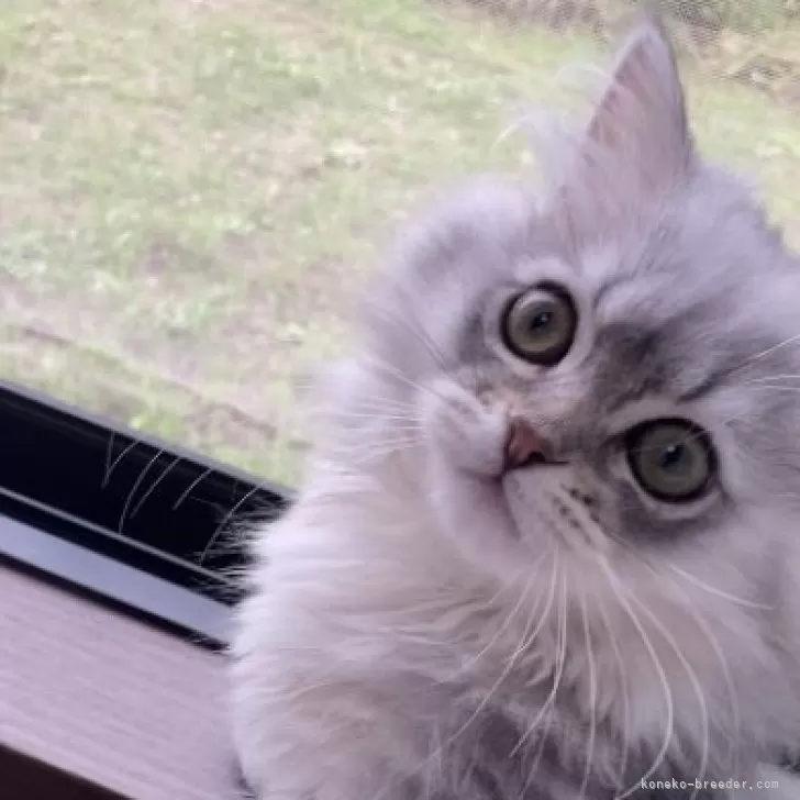 ID:2403-01862の子猫