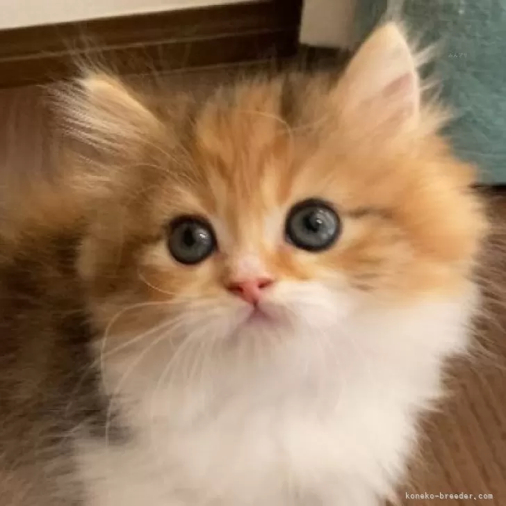 ID:2408-01242の子猫