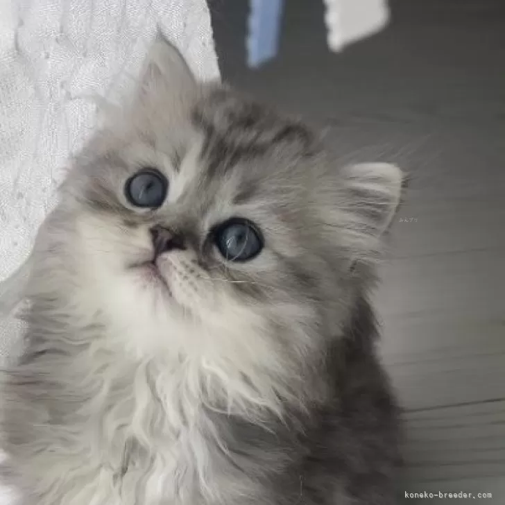 ID：2405-03738の子猫