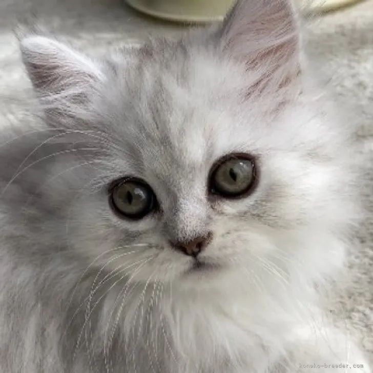 ID：2309-01541の子猫