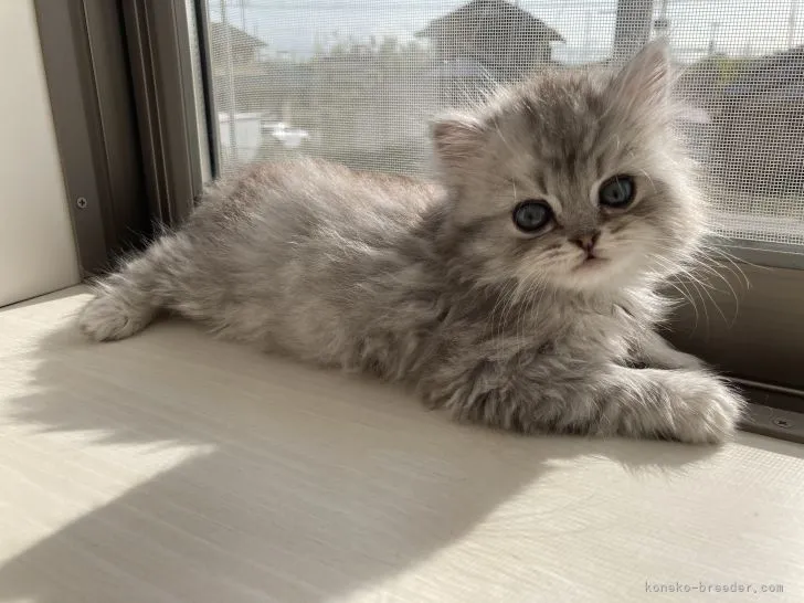 ID：2104-00237の子猫