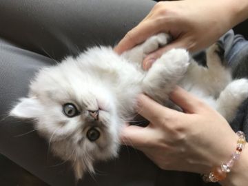 ミヌエット【埼玉県・男の子・2020年4月18日・チンチラシルバー（ロング）】の写真「1番毛色が白い長足男の子」