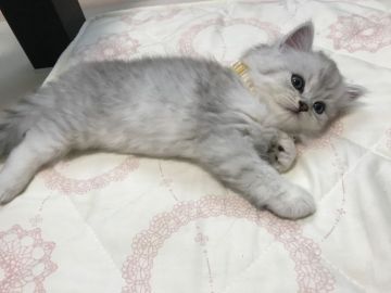 ミヌエット【埼玉県・女の子・2020年6月9日・チンチラシルバー（ロング）】の写真「長足の女の子」