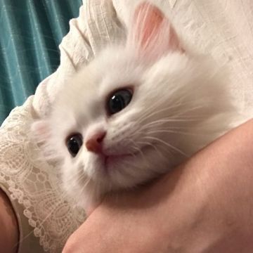 ミヌエット【埼玉県・男の子・2020年4月2日・レッドタビー&ホワイト（ロング）】の写真「長足の男の子」