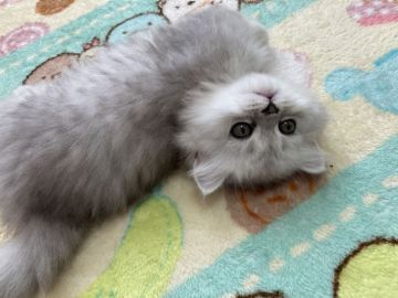 ミヌエット【埼玉県・女の子・2020年8月20日・シェーデッドシルバー（ロング）】の写真「短足のとっってもお顔が整った女の子♥️」