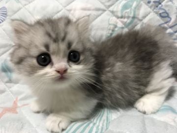 ミヌエット【埼玉県・男の子・2020年4月2日・シルバータビー&ホワイト（ロング）】の写真「短足の人懐っこいマイペース君」