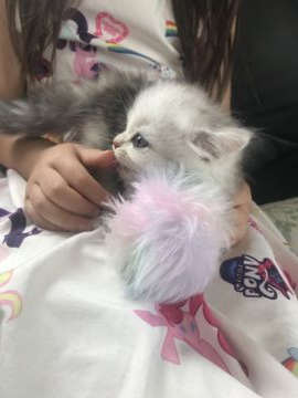 ミヌエット【埼玉県・女の子・2019年5月15日・ダイリュートキャリコ（ミドル）】の写真「短足三毛ちゃん」