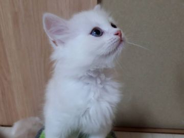 ミヌエット【埼玉県・男の子・2020年8月7日・クリームタビー&ホワイト（ロング）】の写真「華やかな白&茶色」