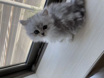 ミヌエット【埼玉県・男の子・2020年9月30日・シェーデッドシルバー（ロング）】の写真「少しキリッとしたお顔の長足男の子」