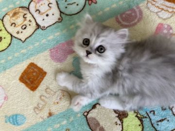 ミヌエット【埼玉県・女の子・2020年8月20日・チンチラシルバー（ロング）】の写真「タレ目の可愛い女の子」