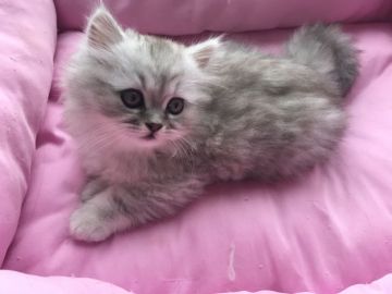 ミヌエット【埼玉県・男の子・2019年4月5日・シェーデッドシルバー（長毛）】の写真「長毛.長足君」