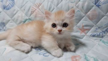 ミヌエット【埼玉県・男の子・2019年5月15日・レッド&ホワイト（セミロング）】の写真「極短足、お目目ちゅるりん」