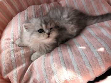 ミヌエット【埼玉県・女の子・2020年2月18日・シェーデッドシルバー（長毛）】の写真「長毛の可愛い女の子」