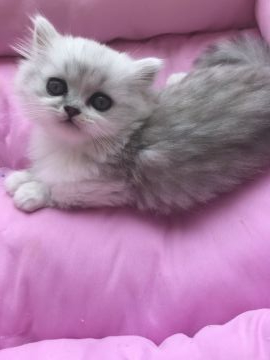 ミヌエット【埼玉県・男の子・2019年4月5日・シルバー（長毛）】の写真「長毛.短足君」