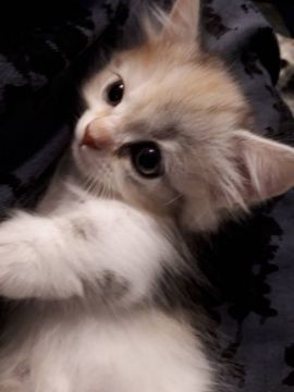 ミヌエット【埼玉県・女の子・2020年8月7日・三毛（ロング）】の写真「短足キャリコの女の子」