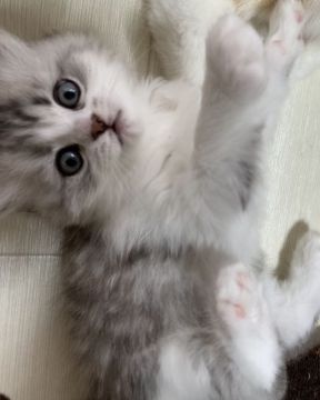 ミヌエット【埼玉県・男の子・2021年3月21日・ブルータビー&ホワイト（ロング）】の写真「可愛いお顔の男の子」