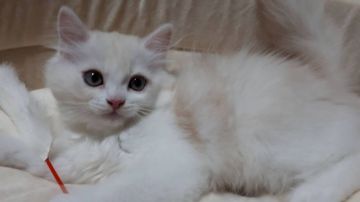 ミヌエット【埼玉県・男の子・2019年5月15日・クリーム&ホワイト（セミロング）】の写真「綺麗なお顔の人懐こい元気君☺️」