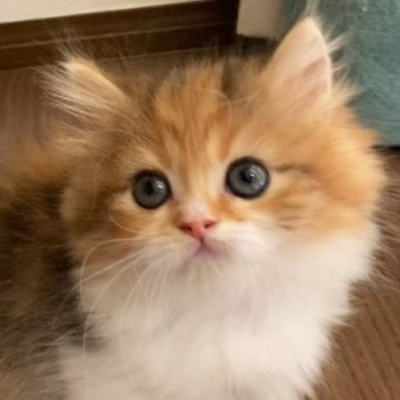 ミヌエット(短足)【埼玉県・女の子・2024年6月27日・キャリコ】の写真「極短足の女の子🌟」