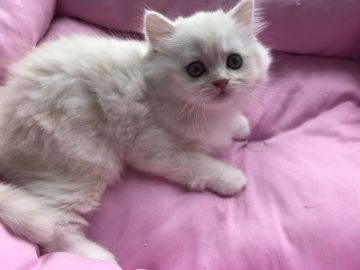 ミヌエット【埼玉県・男の子・2019年4月5日・クリームタビー&ホワイト（長毛）】の写真「長毛.長足君」