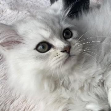 ミヌエット(長足)【埼玉県・男の子・2022年9月7日・チンチラシルバー（ロング）】の写真「ほっこり愛らしい男の子♥️」