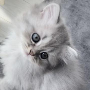 ミヌエット(長足)【埼玉県・男の子・2022年9月24日・シェーデッドシルバー（ロング）】の写真「優しいお顔の男の子」