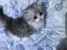 ミヌエット【埼玉県・男の子・2020年4月2日・シルバータビー&ホワイト】の写真3