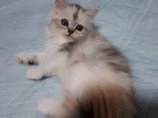 ミヌエット【埼玉県・女の子・2019年5月15日・ダイリュートキャリコ】の写真3