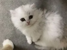 ミヌエット【埼玉県・女の子・2021年11月15日・ダイリュートキャリコ】の写真4