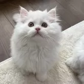 ミヌエット(長足)【埼玉県・男の子・2025年9月14日・クリーム】の写真6