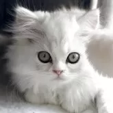 ミヌエット(長足)【埼玉県・女の子・2025年8月22日・ブルー&ホワイト】の写真2