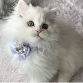 ミヌエット(長足)【埼玉県・男の子・2025年9月14日・クリーム】の写真2