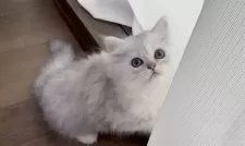 ミヌエット(長足)【埼玉県・女の子・2025年8月22日・シェーデッドシルバー】の写真11