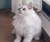 ミヌエット(長足)【埼玉県・男の子・2025年7月16日・ブルータビー】の写真6