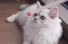 ミヌエット(長足)【埼玉県・男の子・2025年7月16日・ブルータビー】の写真2