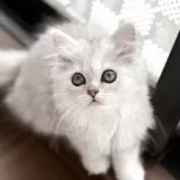 ミヌエット(長足)【埼玉県・女の子・2025年8月22日・シェーデッドシルバー】の写真5