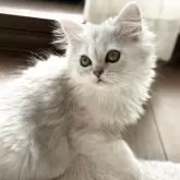 ミヌエット(長足)【埼玉県・女の子・2025年8月22日・シェーデッドシルバー】の写真2