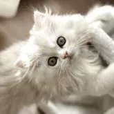 ミヌエット(長足)【埼玉県・女の子・2025年8月22日・ブルー&ホワイト】の写真3