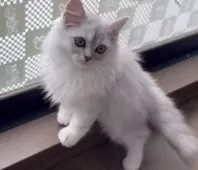 ミヌエット(長足)【埼玉県・男の子・2025年7月16日・ブルータビー】の写真4