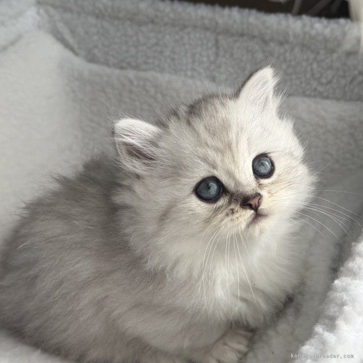 ブリーダー画像