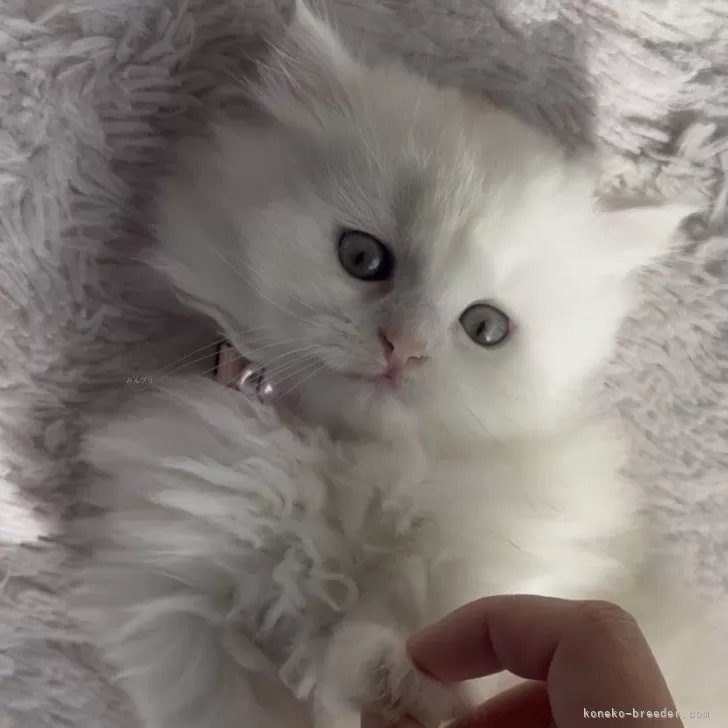 ミヌエット(長足)【埼玉県・男の子・2025年9月14日・クリーム】の写真1