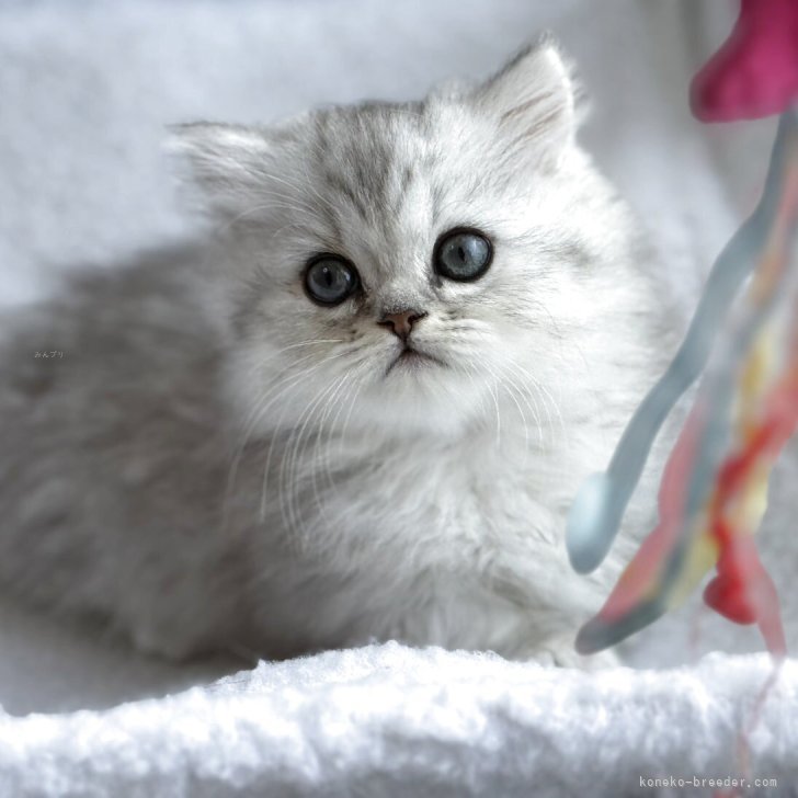 ブリーダー画像