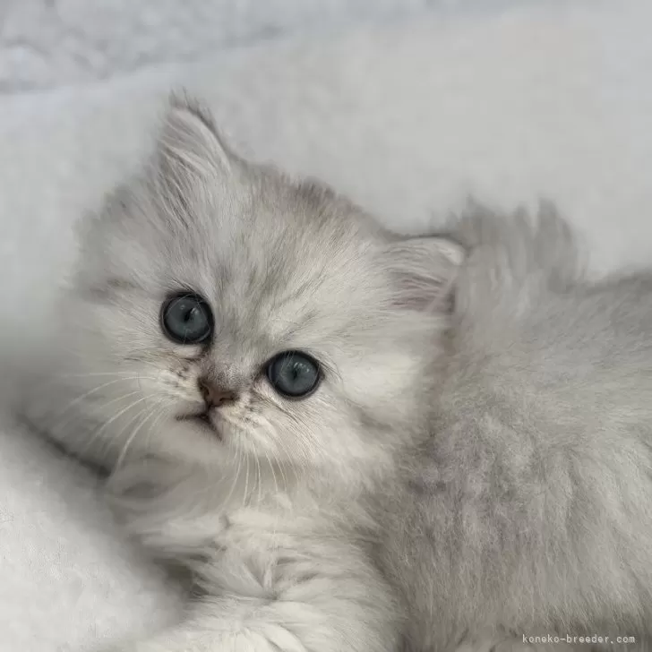 こゆき 様のお迎えした子猫