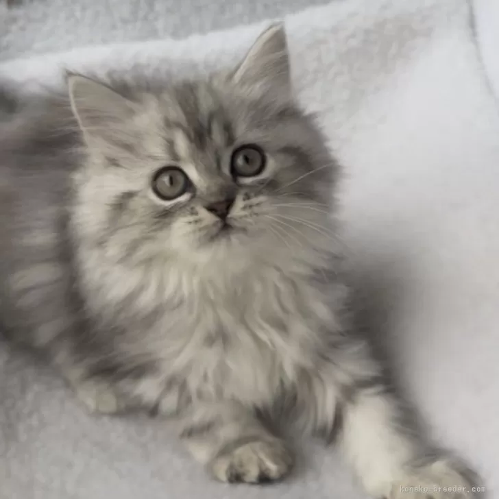 ID：2510-03181の子猫