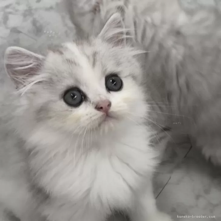 ID：2509-00584の子猫