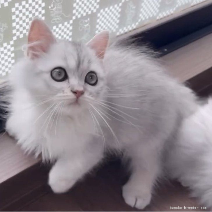 ブリーダー画像