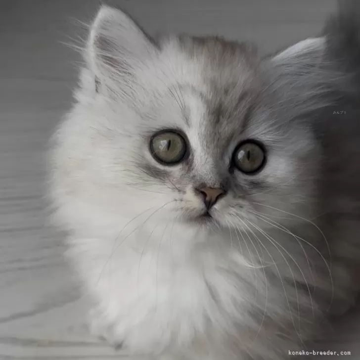 もも 様のお迎えした子猫