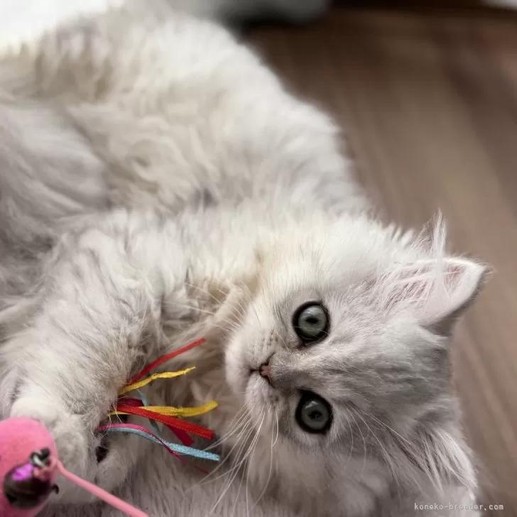 ID:2411-02478の子猫