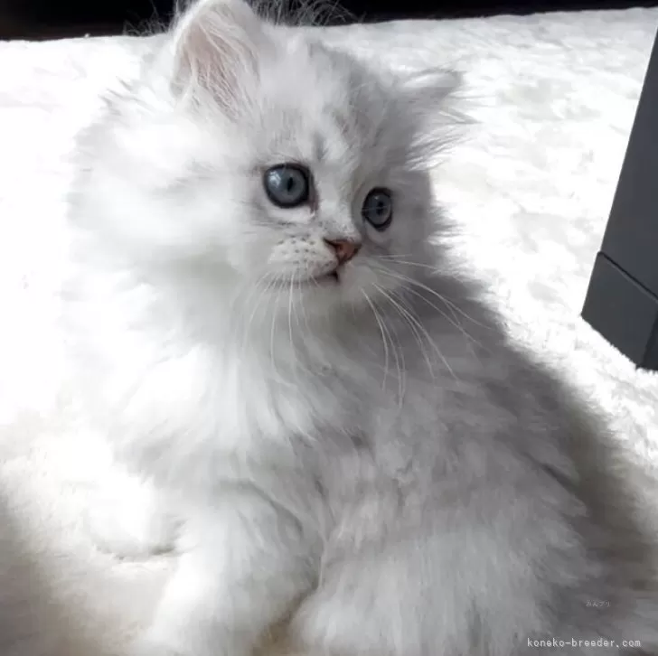 ID：2505-03400の子猫