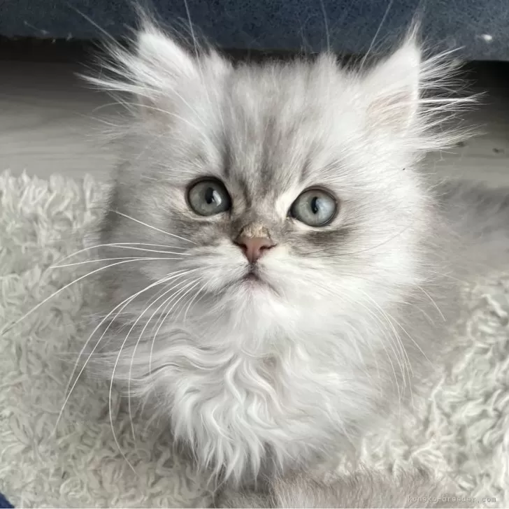 S 様のお迎えした子猫