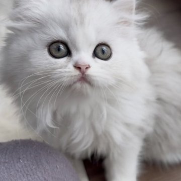 ミヌエット(長足)【埼玉県・女の子・2025年8月22日・ブルー&ホワイト（ロング）】の写真「パッチリお目々の可愛い子👧🩷」